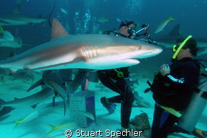 WHAT did you just say to me??!!  
Confrontation with an ... by Stuart Spechler 
